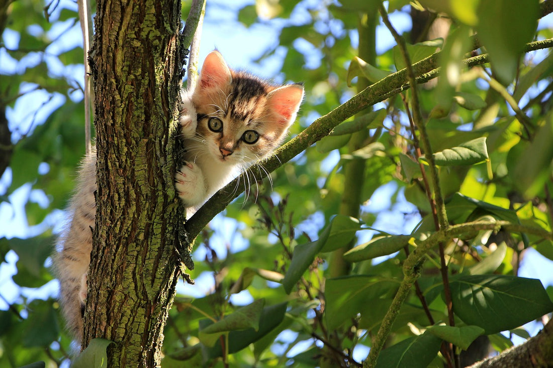 Warum es wichtig ist deine Katze zu kastrieren