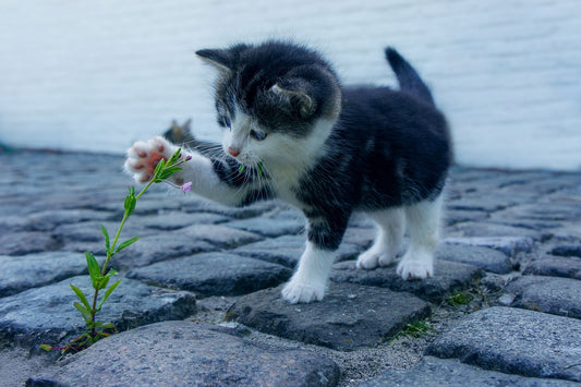 Diese Pflanzen sind ungiftig für deine Katzen