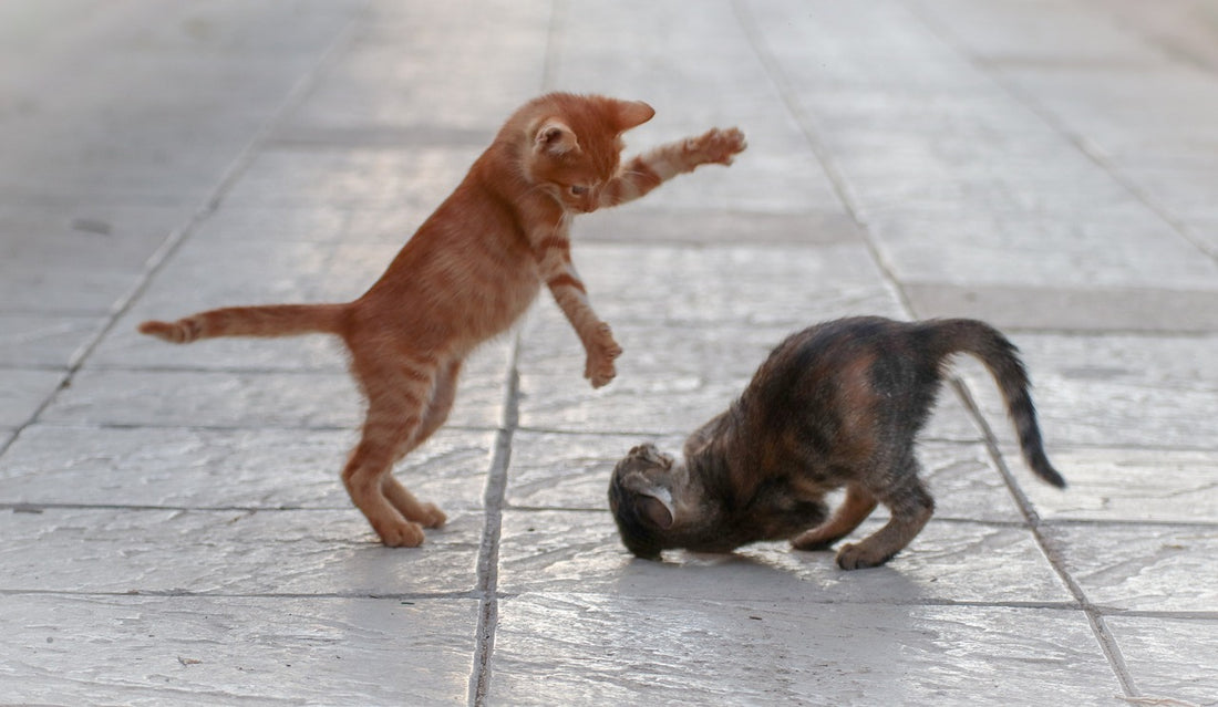 Wie spielt man mit einer Katze richtig?
