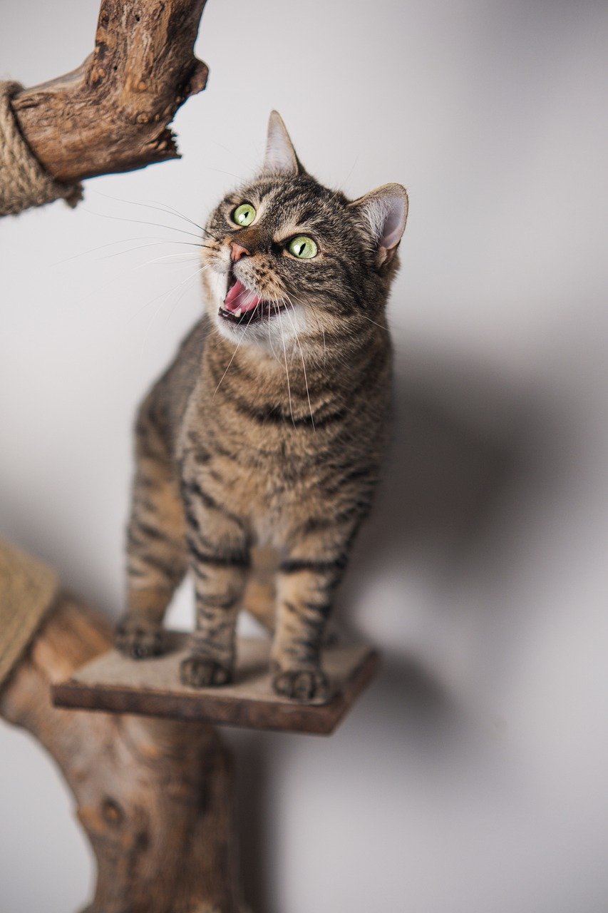 10 einfach Tipps für eine artgerechte Katzenhaltung