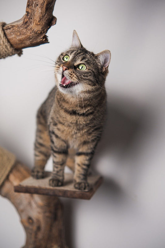 10 einfach Tipps für eine artgerechte Katzenhaltung