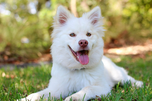 10 einfach Tipps für eine artgerechte Hundehaltung