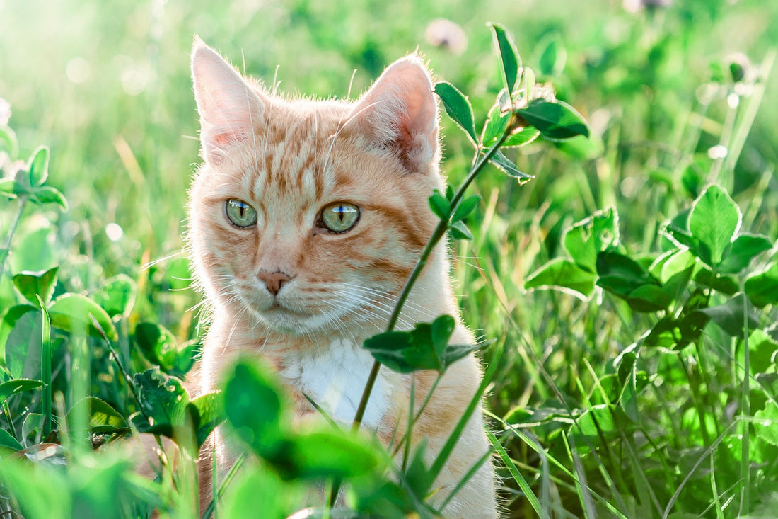 So hilfst du deiner Katze bei hohen Temperaturen