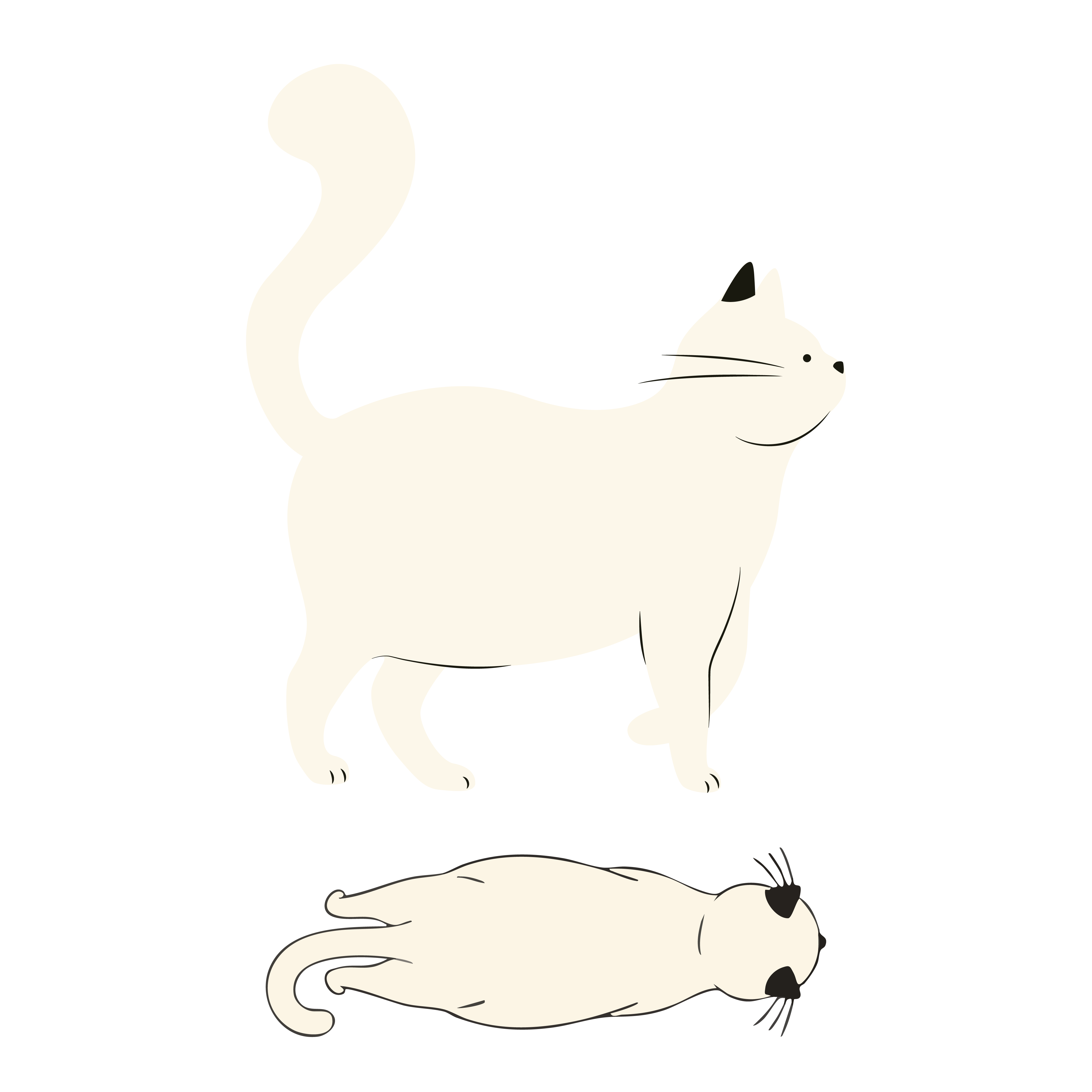 BCS 4 – übergewichtig