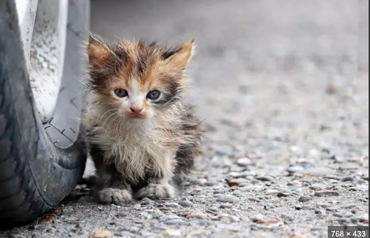 Straßenkatzen in Europa