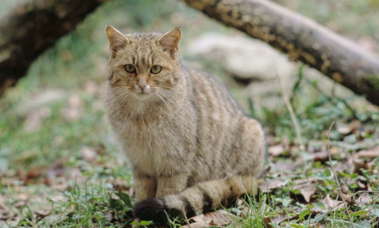 Wildkatzen-Projekt Deutschland